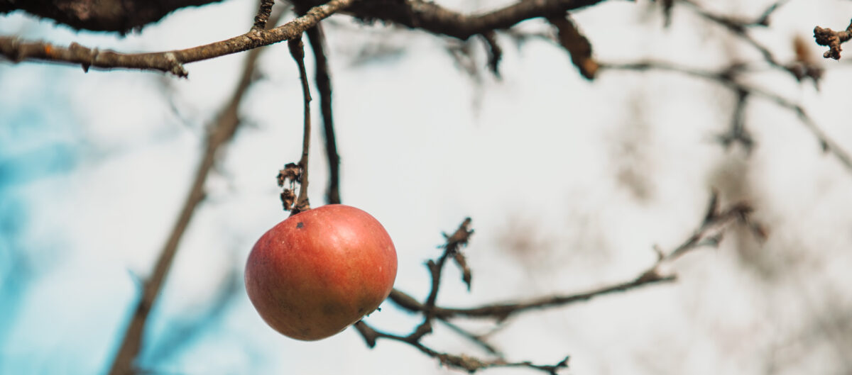 A smalll apple hangs off a tree branch.